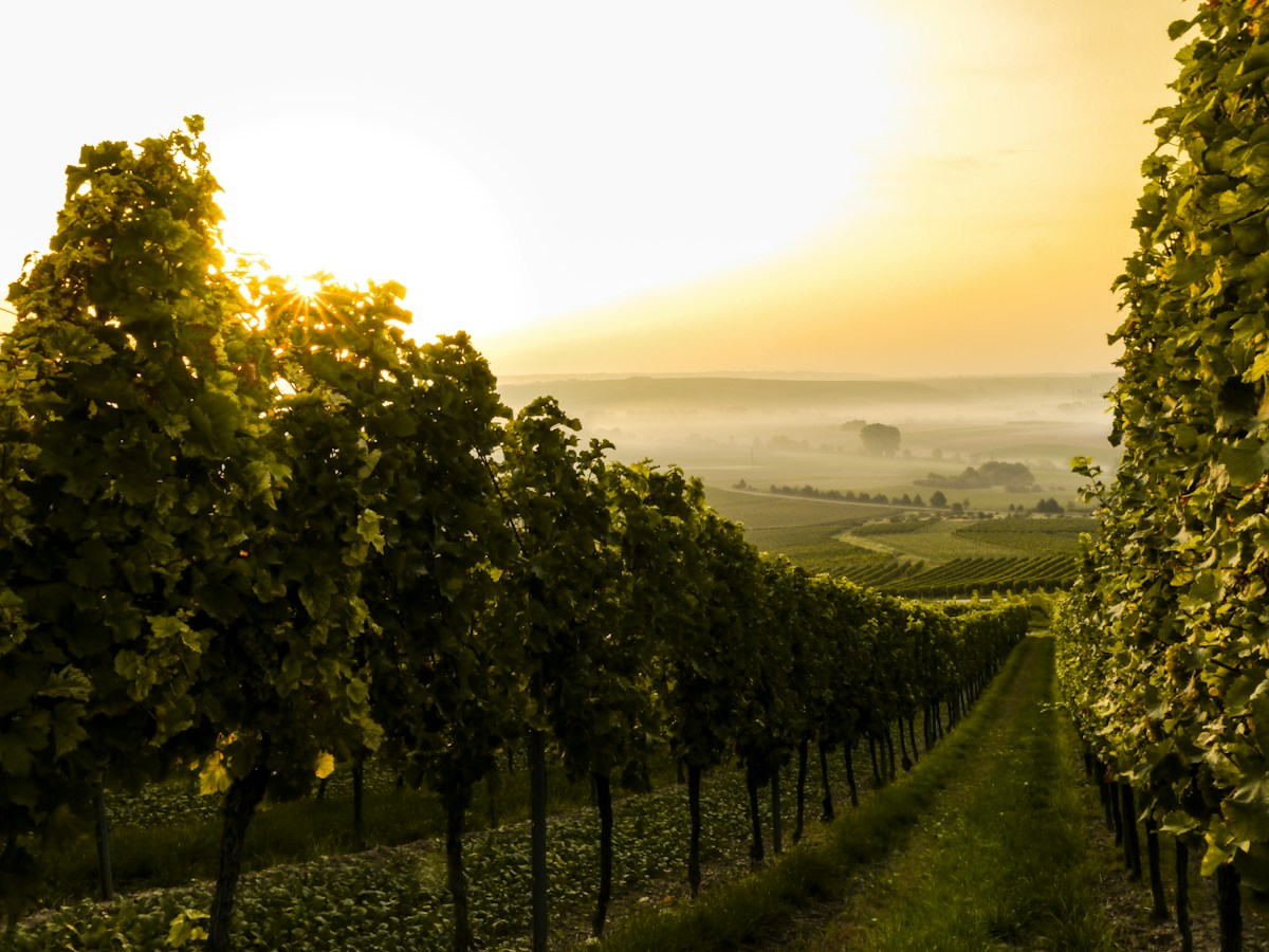 Sunlit vineyard rows stretching across rolling hills